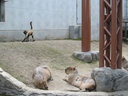 110730 s monkey.jpg