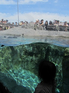 110730 s penguin1.jpg