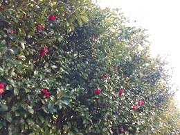 koiblog ss 130308 camellia2.jpg